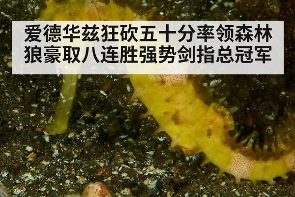 爱德华兹狂砍五十分率领森林狼豪取八连胜强势剑指总冠军